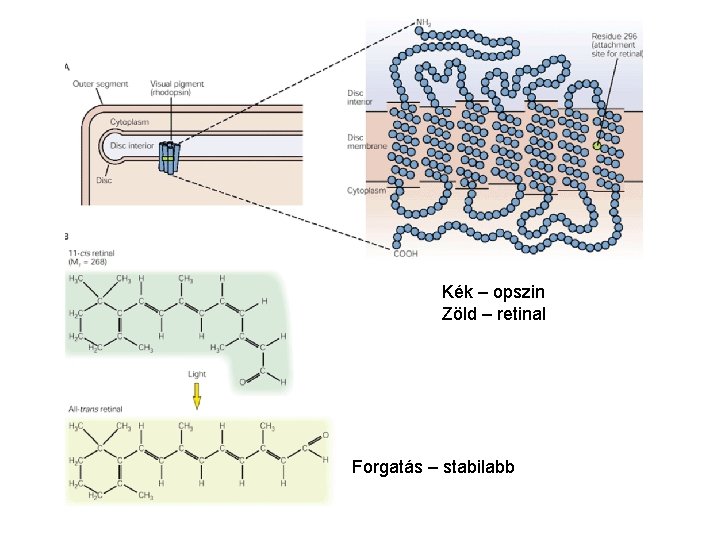 Kék – opszin Zöld – retinal Forgatás – stabilabb 