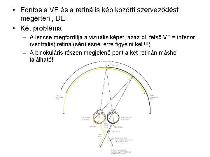  • Fontos a VF és a retinális kép közötti szerveződést megérteni, DE: •