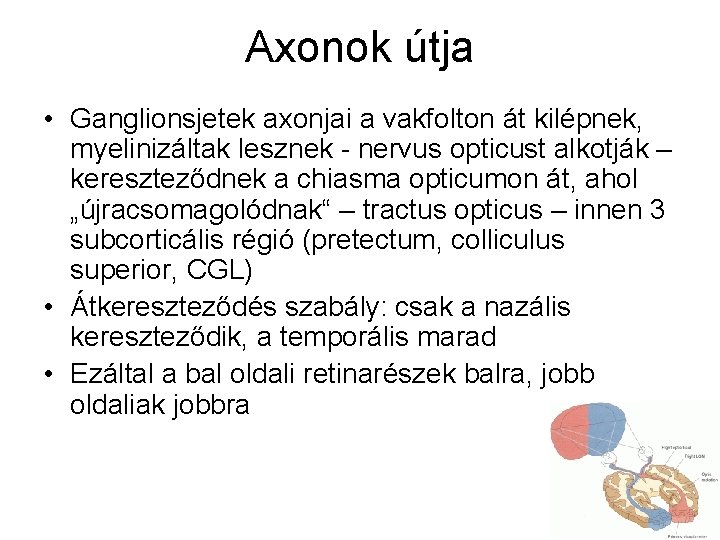 Axonok útja • Ganglionsjetek axonjai a vakfolton át kilépnek, myelinizáltak lesznek - nervus opticust