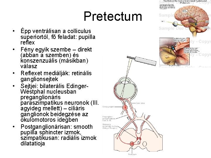Pretectum • Épp ventrálisan a colliculus superiortól, fő feladat: pupilla reflex • Fény egyik