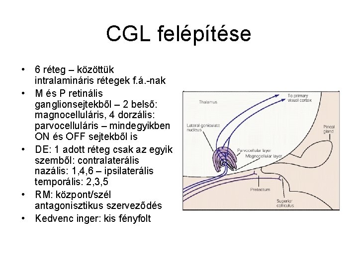 CGL felépítése • 6 réteg – közöttük intralamináris rétegek f. á. -nak • M