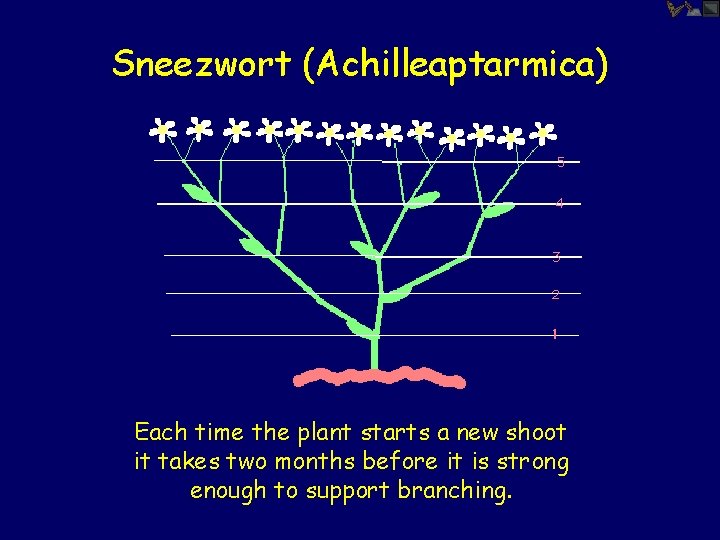 Sneezwort (Achilleaptarmica) Each time the plant starts a new shoot it takes two months