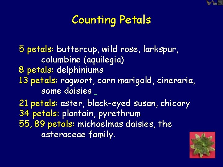 Counting Petals 5 petals: buttercup, wild rose, larkspur, columbine (aquilegia) 8 petals: delphiniums 13