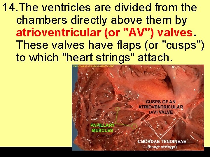 14. The ventricles are divided from the chambers directly above them by atrioventricular (or