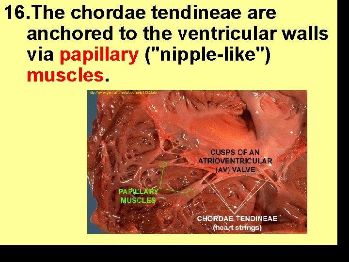 16. The chordae tendineae are anchored to the ventricular walls via papillary ("nipple-like") muscles.