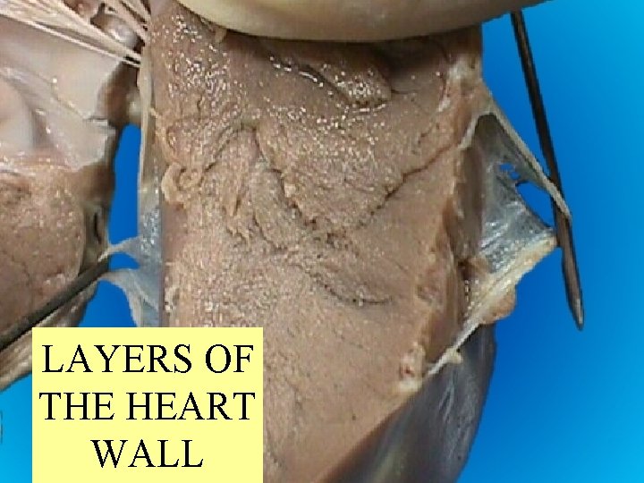 LAYERS OF THE HEART WALL 