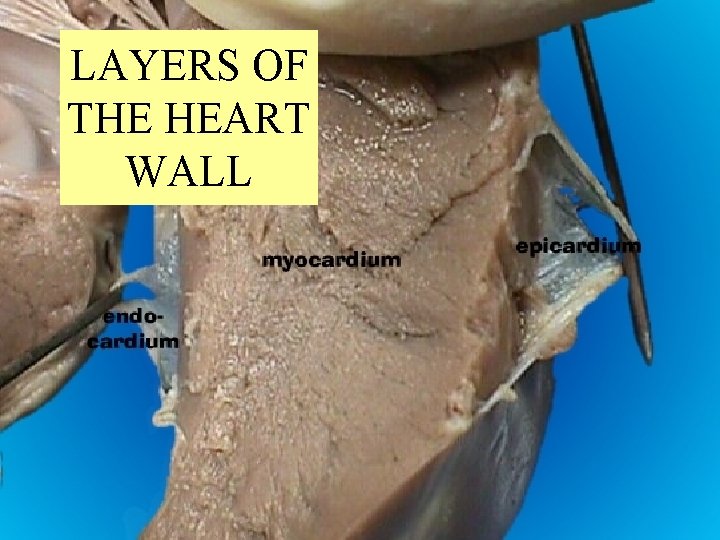LAYERS OF THE HEART WALL 