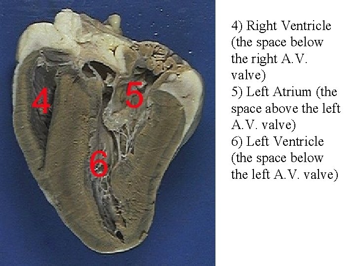 4) Right Ventricle (the space below the right A. V. valve) 5) Left Atrium