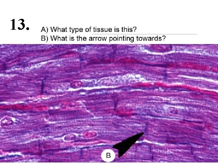 HEART DISSECTION LAB Procedure 1 Obtain a dissection