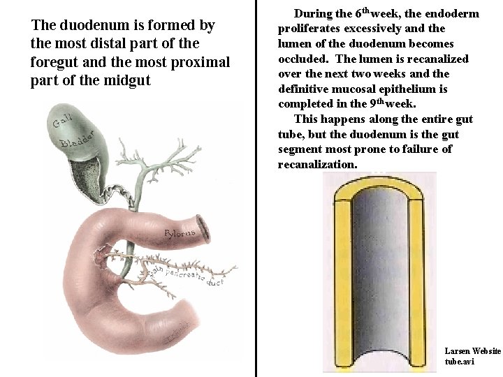 The duodenum is formed by the most distal part of the foregut and the