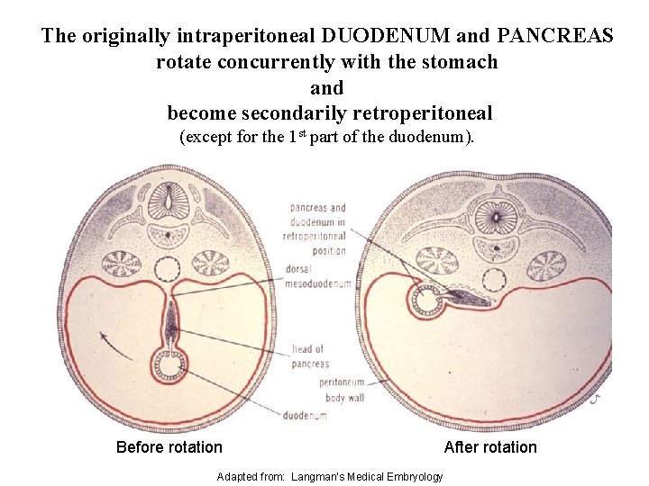 The originally intraperitoneal DUODENUM and PANCREAS rotate concurrently with the stomach and become secondarily