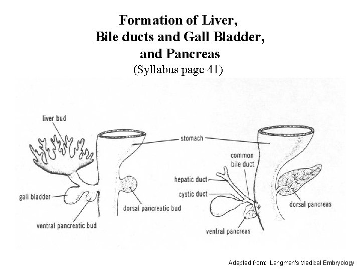 Formation of Liver, Bile ducts and Gall Bladder, and Pancreas (Syllabus page 41) Adapted