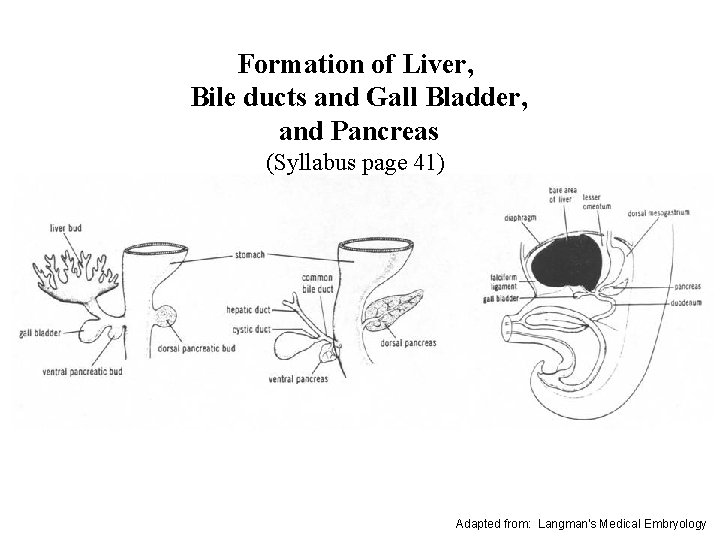 Formation of Liver, Bile ducts and Gall Bladder, and Pancreas (Syllabus page 41) Adapted