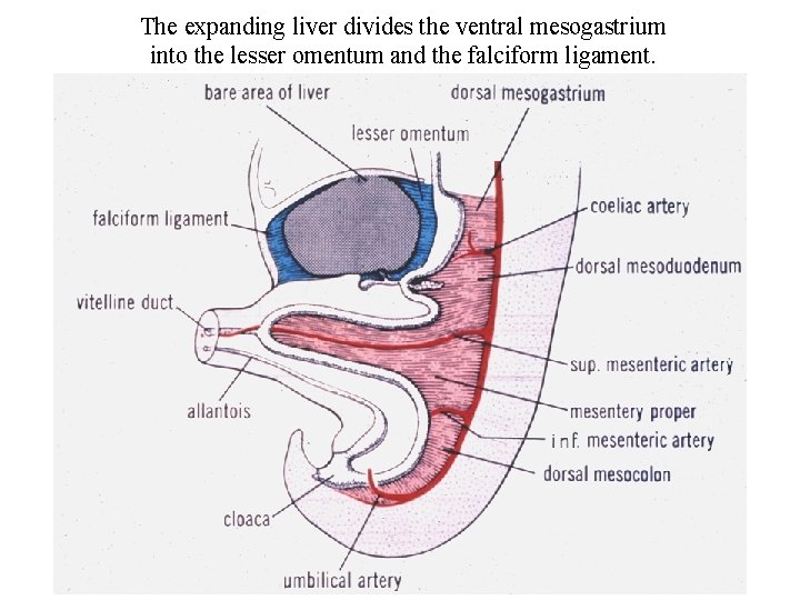 The expanding liver divides the ventral mesogastrium into the lesser omentum and the falciform