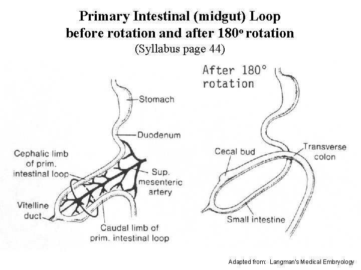 Primary Intestinal (midgut) Loop before rotation and after 180 o rotation (Syllabus page 44)