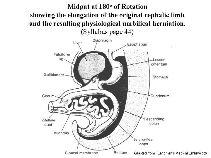 Midgut at 180 o of Rotation showing the elongation of the original cephalic limb