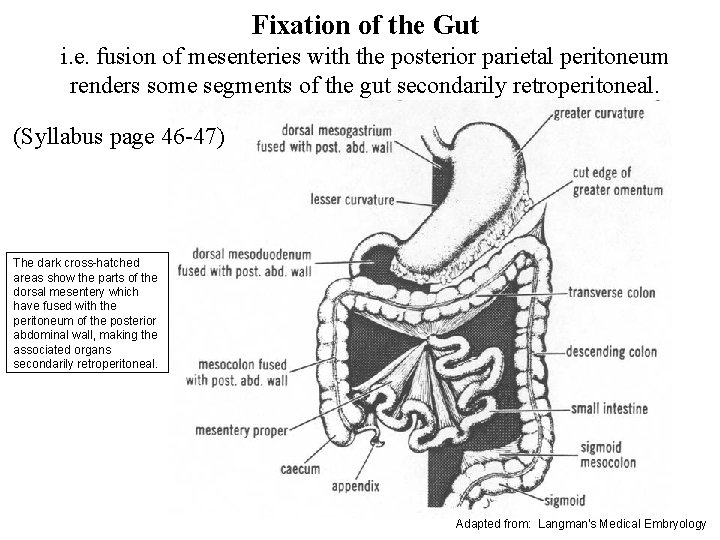 Fixation of the Gut i. e. fusion of mesenteries with the posterior parietal peritoneum