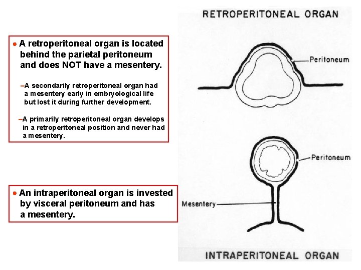  A retroperitoneal organ is located behind the parietal peritoneum and does NOT have