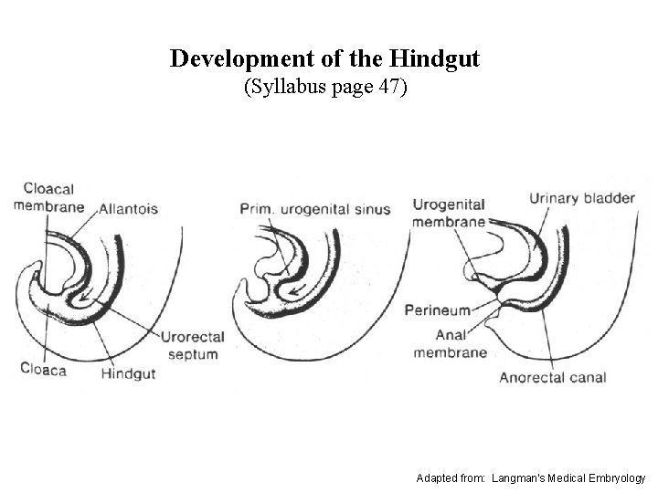 Development of the Hindgut (Syllabus page 47) Adapted from: Langman's Medical Embryology 