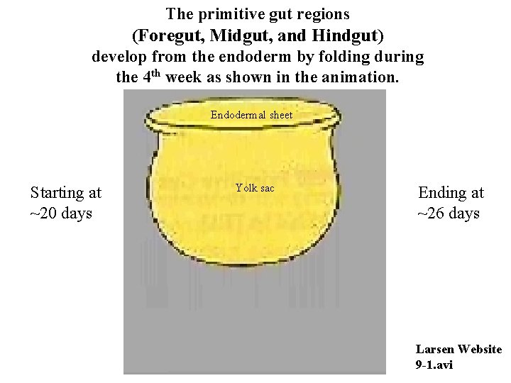 The primitive gut regions (Foregut, Midgut, and Hindgut) develop from the endoderm by folding