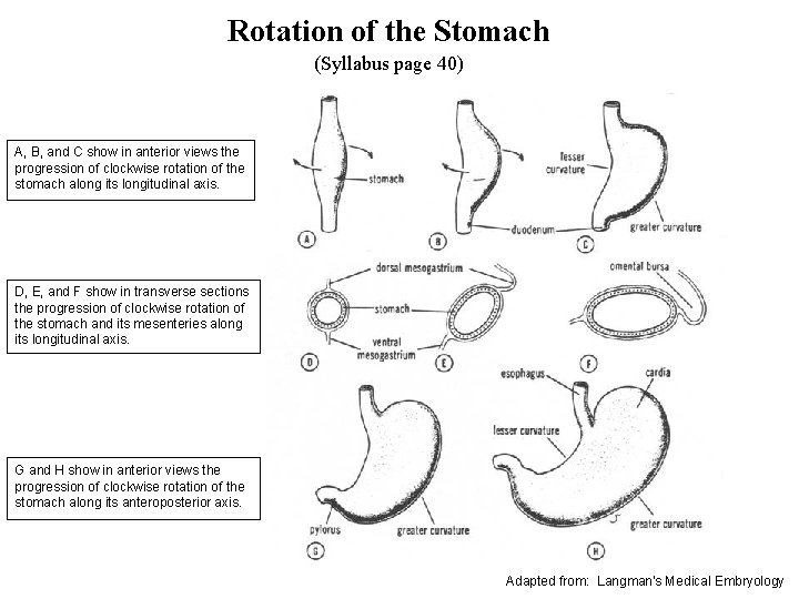 Rotation of the Stomach (Syllabus page 40) A, B, and C show in anterior