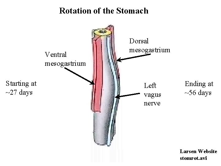 Rotation of the Stomach Ventral mesogastrium Starting at ~27 days Dorsal mesogastrium Left vagus