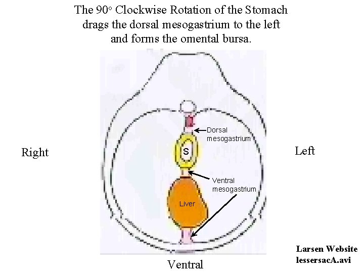 The 90 o Clockwise Rotation of the Stomach drags the dorsal mesogastrium to the