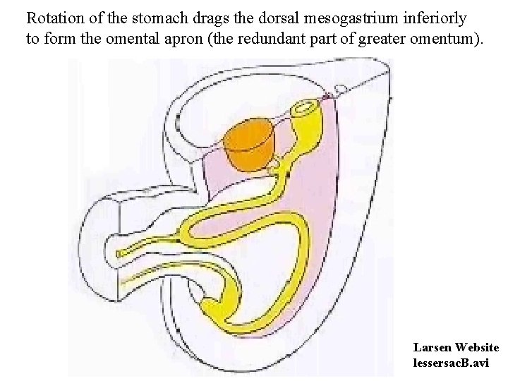 Rotation of the stomach drags the dorsal mesogastrium inferiorly to form the omental apron