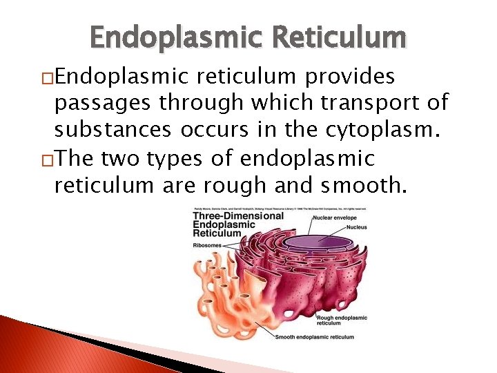 Endoplasmic Reticulum �Endoplasmic reticulum provides passages through which transport of substances occurs in the