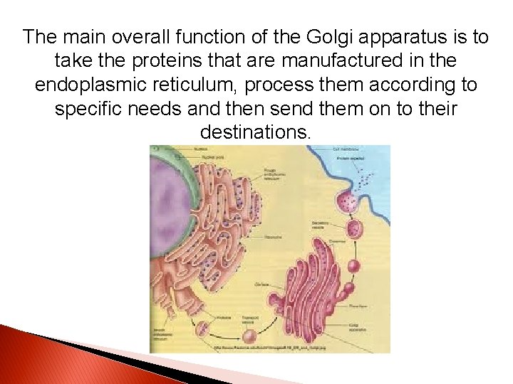 The main overall function of the Golgi apparatus is to take the proteins that