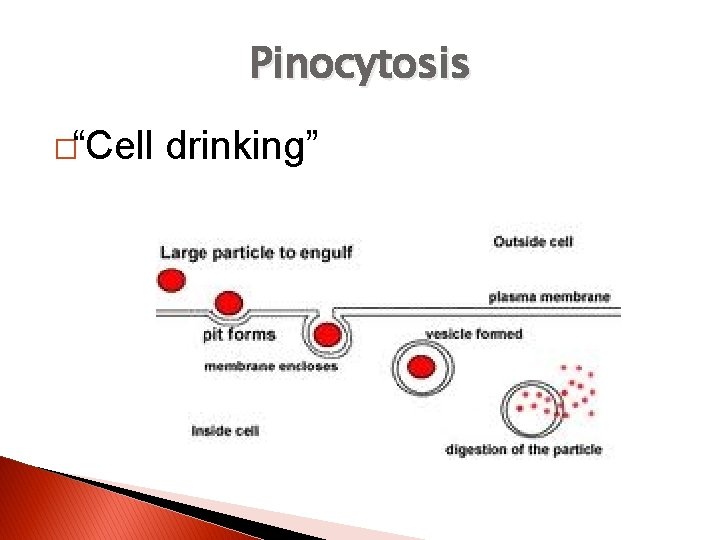 Pinocytosis �“Cell drinking” 