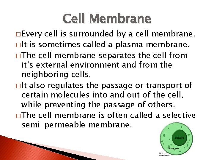 � Every Cell Membrane cell is surrounded by a cell membrane. � It is