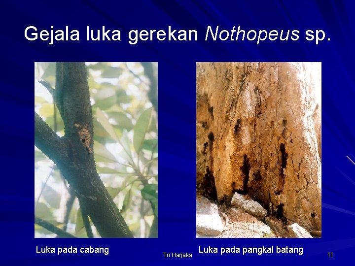 Gejala luka gerekan Nothopeus sp. Luka pada cabang Tri Harjaka Luka pada pangkal batang