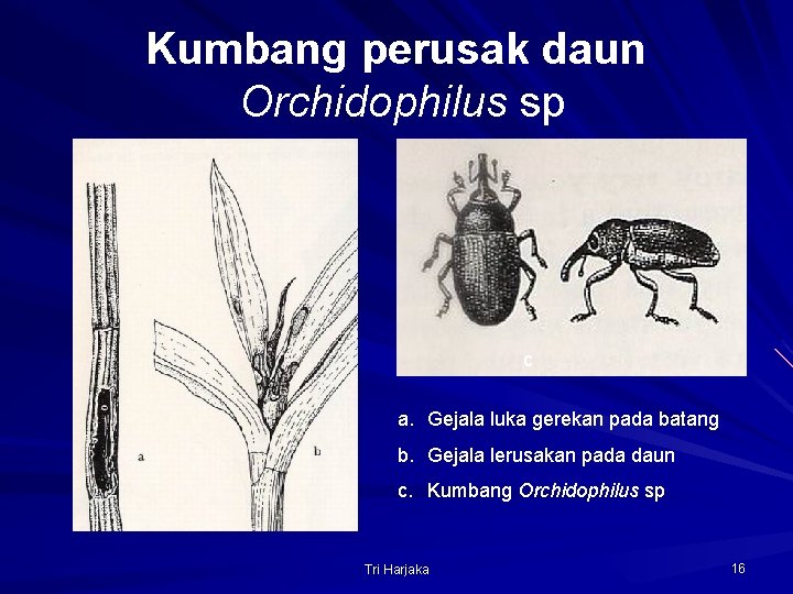 Kumbang perusak daun Orchidophilus sp c a. Gejala luka gerekan pada batang b. Gejala