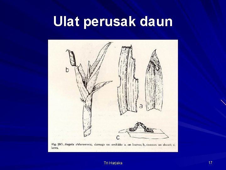 Ulat perusak daun Tri Harjaka 17 