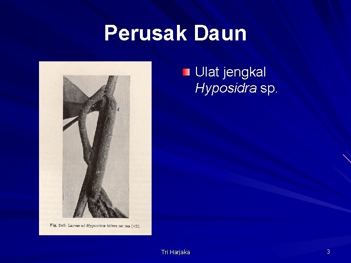 Perusak Daun Ulat jengkal Hyposidra sp. Tri Harjaka 3 