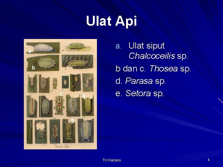 Ulat Api a. Ulat siput a b c d Chalcoceilis sp. b dan c.