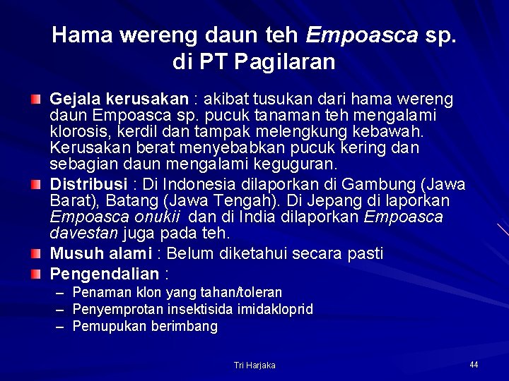 Hama wereng daun teh Empoasca sp. di PT Pagilaran Gejala kerusakan : akibat tusukan