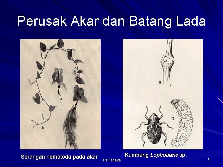 Perusak Akar dan Batang Lada Serangan nematoda pada akar Tri Harjaka Kumbang Lophobaris sp.