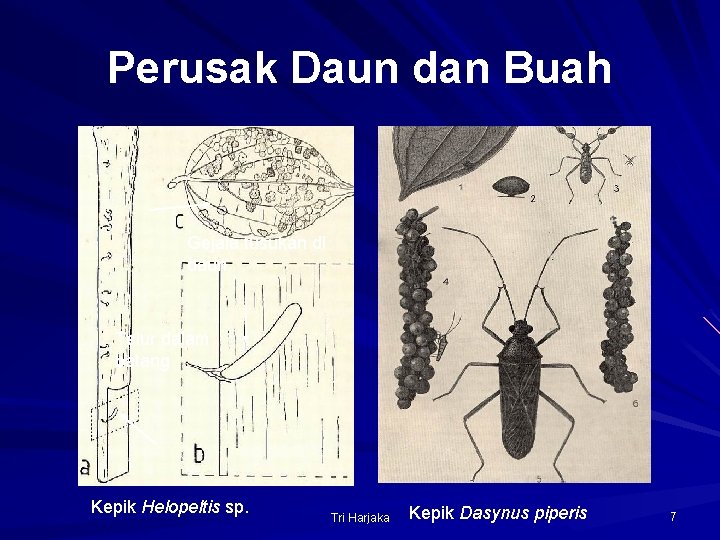 Perusak Daun dan Buah Gejala tusukan di daun Telur dalam batang Kepik Helopeltis sp.