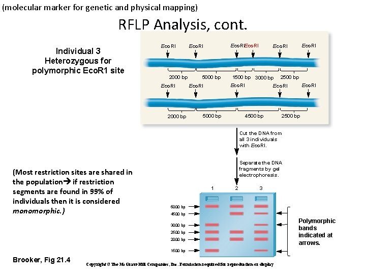 (molecular marker for genetic and physical mapping) RFLP Analysis, cont. Individual 3 Heterozygous for