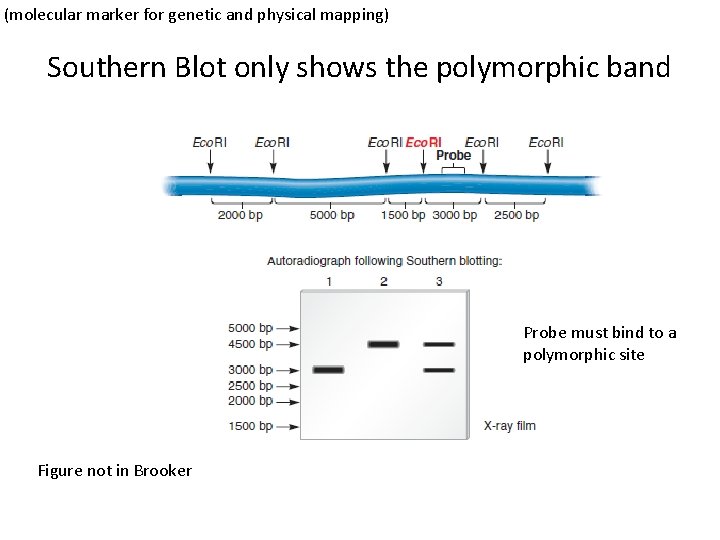 (molecular marker for genetic and physical mapping) Southern Blot only shows the polymorphic band