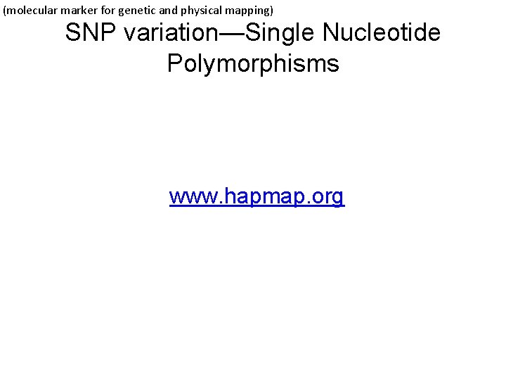 (molecular marker for genetic and physical mapping) SNP variation—Single Nucleotide Polymorphisms www. hapmap. org