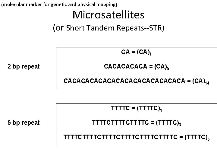 (molecular marker for genetic and physical mapping) Microsatellites (or Short Tandem Repeats--STR) CA =