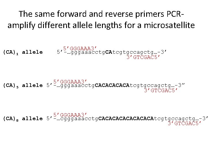 The same forward and reverse primers PCRamplify different allele lengths for a microsatellite (CA)1