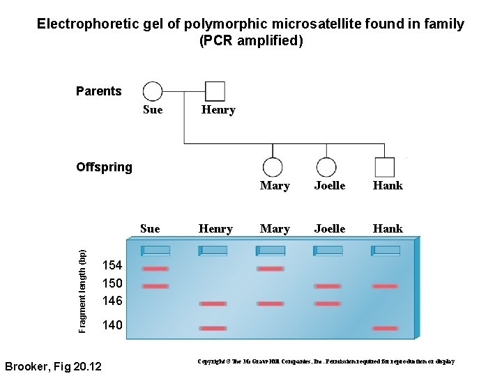 Electrophoretic gel of polymorphic microsatellite found in family (PCR amplified) Parents Sue Henry Offspring