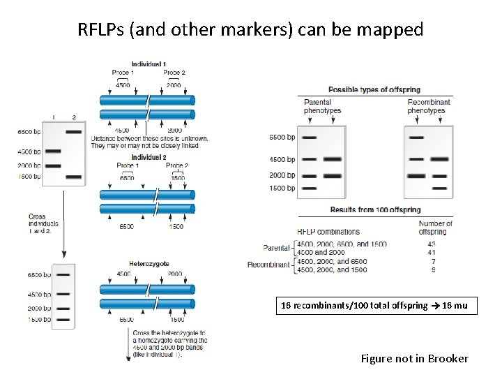 RFLPs (and other markers) can be mapped 16 recombinants/100 total offspring 16 mu Figure