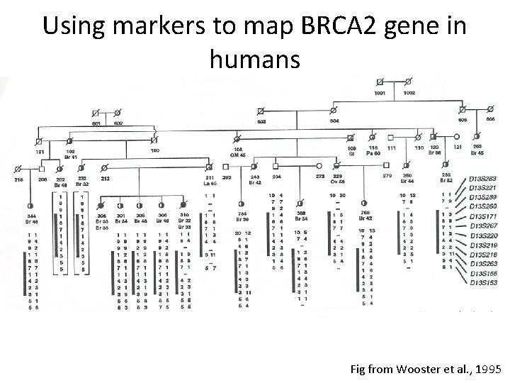 Using markers to map BRCA 2 gene in humans Fig from Wooster et al.