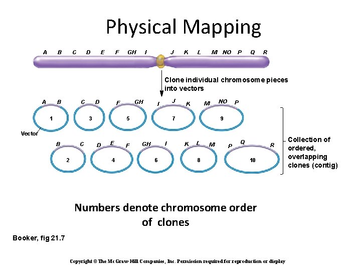 Physical Mapping A B C D E F GH I J K L M