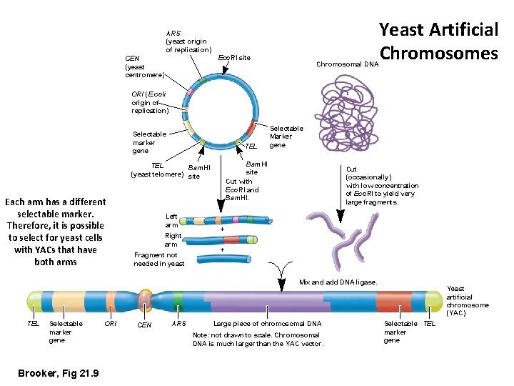 ARS (yeast origin of replication) Eco. RI site CEN (yeast centromere) Chromosomal DNA Yeast